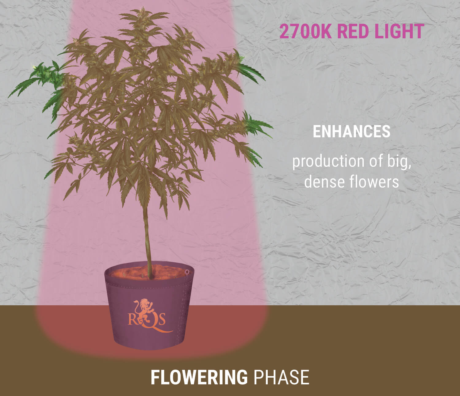 What S The Best Light Cycle For Flowering at Mirian Ketchum blog